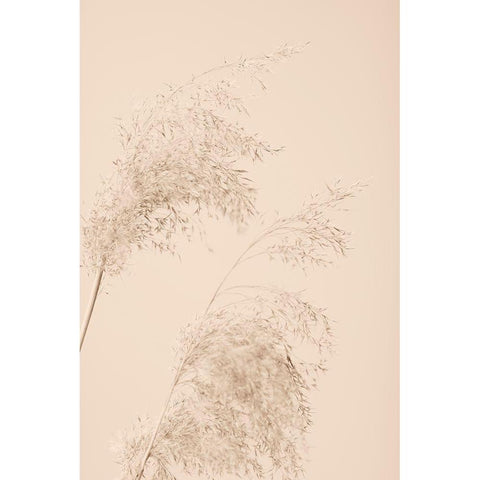 Reed Grass Beige 06 White Modern Wood Framed Art Print by 1x Studio III