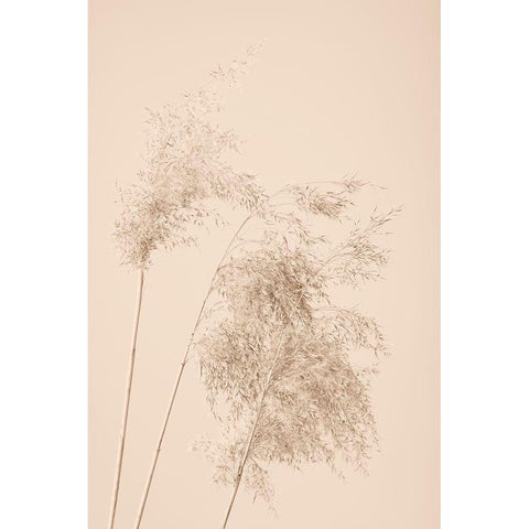 Reed Grass Beige 07 Black Modern Wood Framed Art Print with Double Matting by 1x Studio III