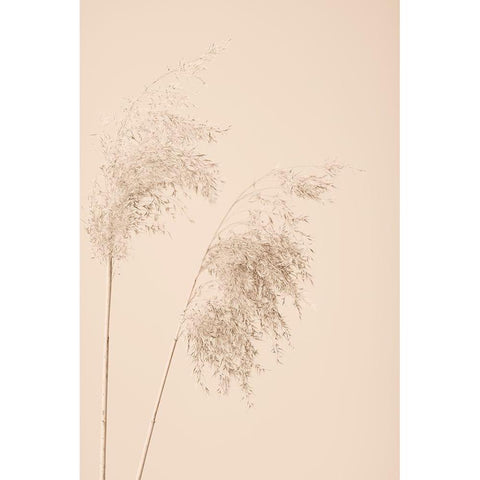 Reed Grass Beige 08 White Modern Wood Framed Art Print by 1x Studio III