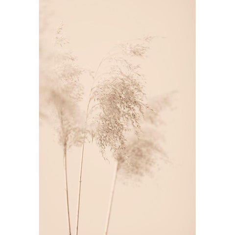 Reed Grass Beige 09 Black Modern Wood Framed Art Print with Double Matting by 1x Studio III