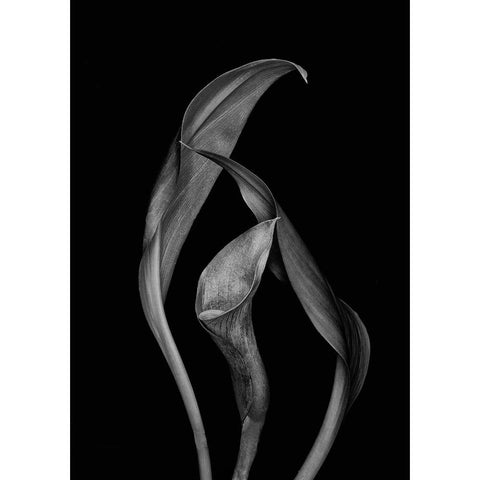 Dancing Calla Lillies Gold Ornate Wood Framed Art Print with Double Matting by Beausang, Susan