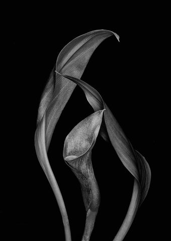 Dancing Calla Lillies White Modern Wood Framed Art Print with Double Matting by Beausang, Susan