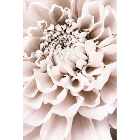Chrysanthemum No 01 White Modern Wood Framed Art Print by 1x Studio III