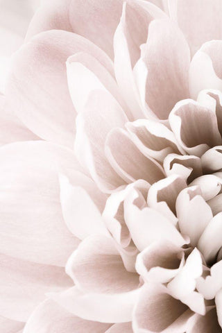 Chrysanthemum No 02 Black Ornate Wood Framed Art Print with Double Matting by 1x Studio III