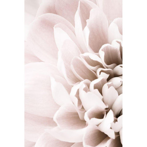 Chrysanthemum No 02 Black Modern Wood Framed Art Print by 1x Studio III
