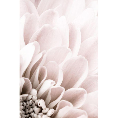 Chrysanthemum No 03 White Modern Wood Framed Art Print by 1x Studio III