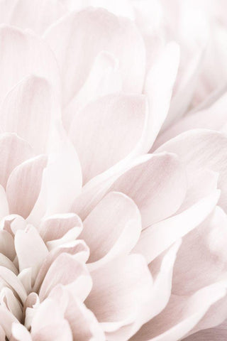 Chrysanthemum No 04 White Modern Wood Framed Art Print with Double Matting by 1x Studio III