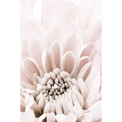 Chrysanthemum No 06 Black Modern Wood Framed Art Print with Double Matting by 1x Studio III
