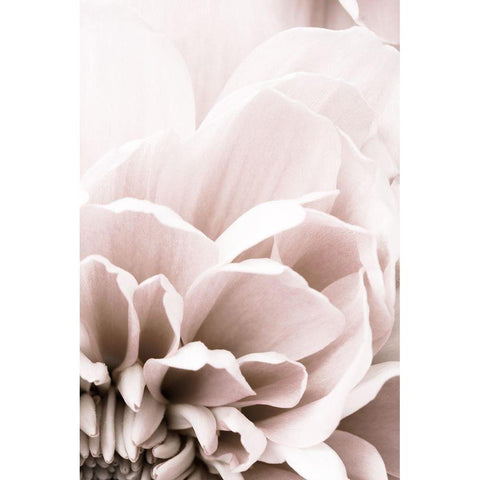 Chrysanthemum No 07 Gold Ornate Wood Framed Art Print with Double Matting by 1x Studio III