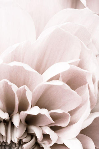 Chrysanthemum No 07 White Modern Wood Framed Art Print with Double Matting by 1x Studio III