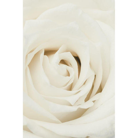 White Rose Black Modern Wood Framed Art Print by 1x Studio III