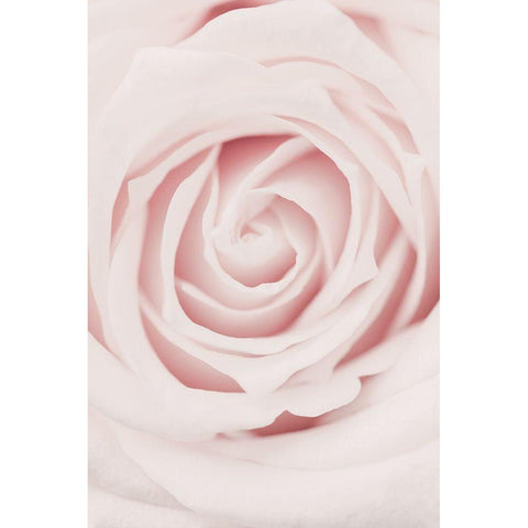 Pink Rose No 02 Black Modern Wood Framed Art Print with Double Matting by 1x Studio III