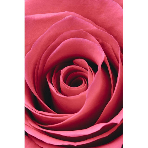 Red Rose Black Modern Wood Framed Art Print with Double Matting by 1x Studio III