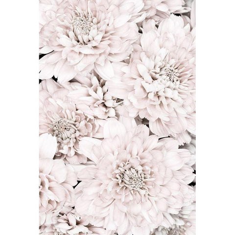 Chrysanthemum No 07 White Modern Wood Framed Art Print by 1x Studio III