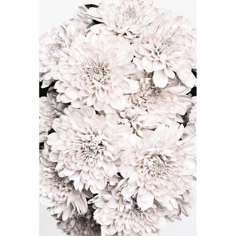 Chrysanthemum No 08 Black Modern Wood Framed Art Print with Double Matting by 1x Studio III