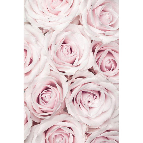 Pink Roses No 03 Black Modern Wood Framed Art Print by 1x Studio III