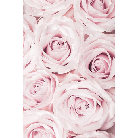 Pink Roses No 02 White Modern Wood Framed Art Print by 1x Studio III