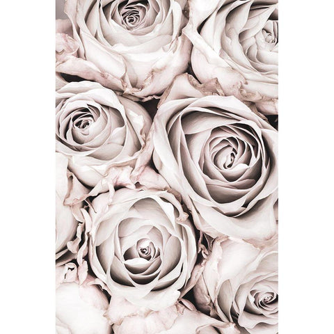Grey Roses No 01 Gold Ornate Wood Framed Art Print with Double Matting by 1x Studio III