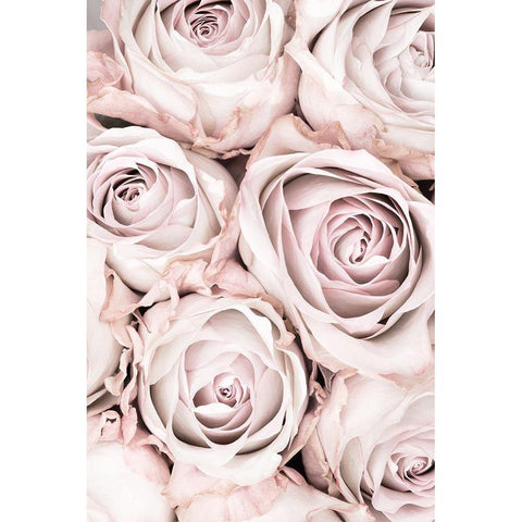 Pink Roses No 01 Black Modern Wood Framed Art Print with Double Matting by 1x Studio III