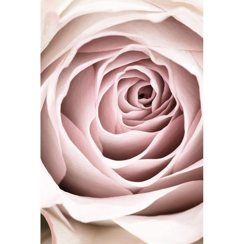 Pink Rose No 03 Gold Ornate Wood Framed Art Print with Double Matting by 1x Studio III