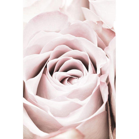 Pink Rose No 06 White Modern Wood Framed Art Print by 1x Studio III