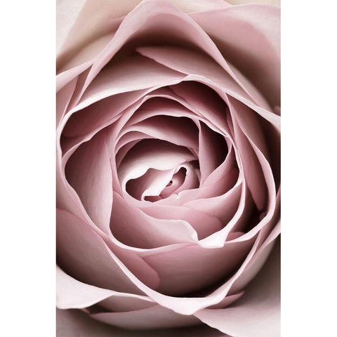 Pink Rose No 04 Gold Ornate Wood Framed Art Print with Double Matting by 1x Studio III