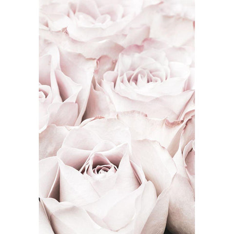 Pink Roses No 04 White Modern Wood Framed Art Print by 1x Studio III