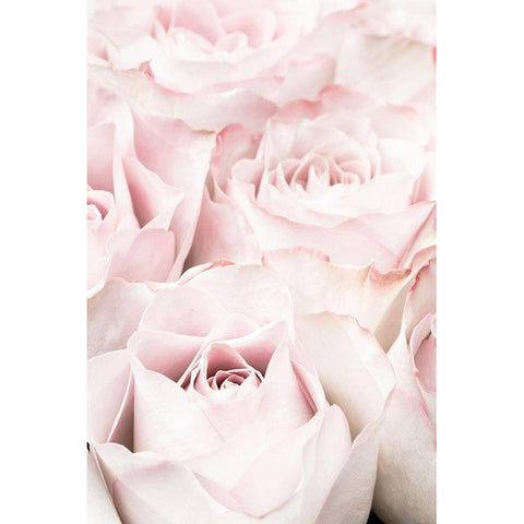 Pink Roses 05 Black Modern Wood Framed Art Print with Double Matting by 1x Studio III