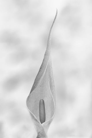 Arum Maculatum Black Ornate Wood Framed Art Print with Double Matting by Piazza, Vincenzo