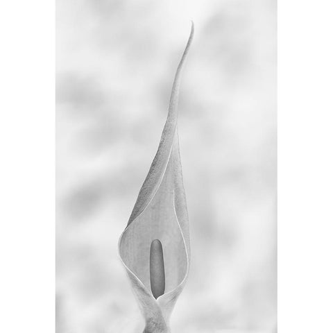 Arum Maculatum Black Modern Wood Framed Art Print with Double Matting by Piazza, Vincenzo