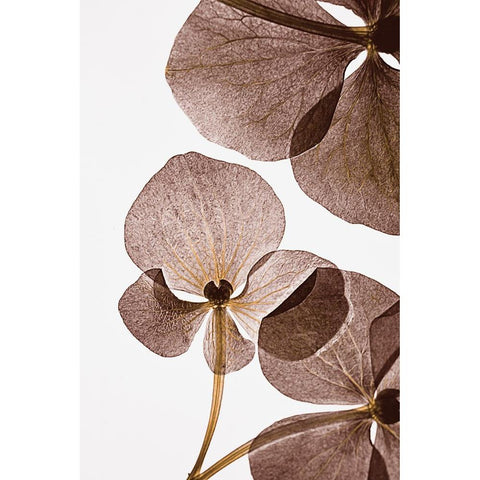 Botanical 5 White Modern Wood Framed Art Print by Lenka