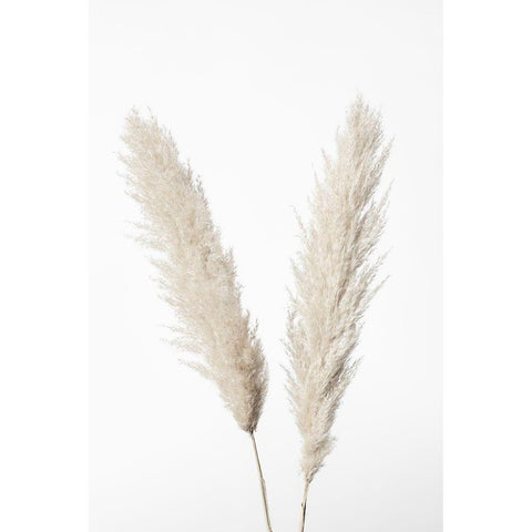 Pampas White White Modern Wood Framed Art Print by 1x Studio III