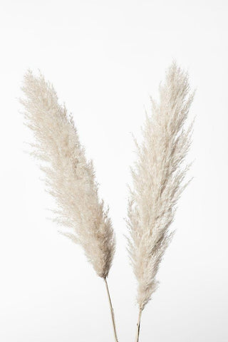 Pampas White White Modern Wood Framed Art Print with Double Matting by 1x Studio III