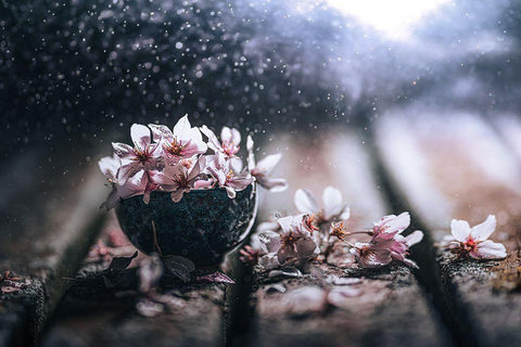 Spring In A Teacup Black Ornate Wood Framed Art Print with Double Matting by Pu, Can