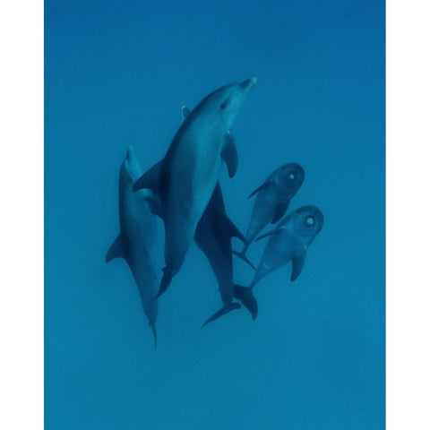 Dolphins 6 Black Modern Wood Framed Art Print by Molinari, Romano