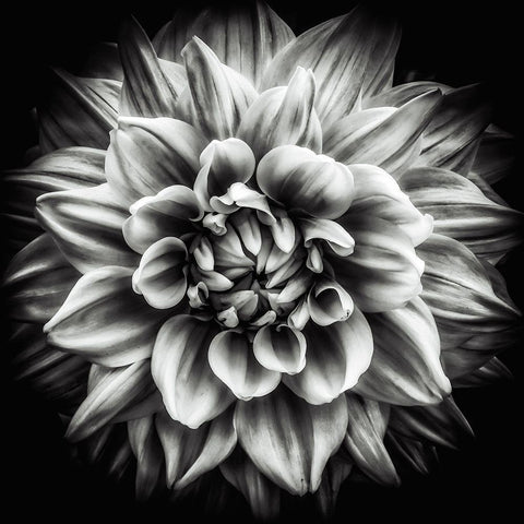 Dahlia In Black And White White Modern Wood Framed Art Print by Walther, Dieter