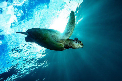 Into The Light Black Ornate Wood Framed Art Print with Double Matting by Melesan, Serge