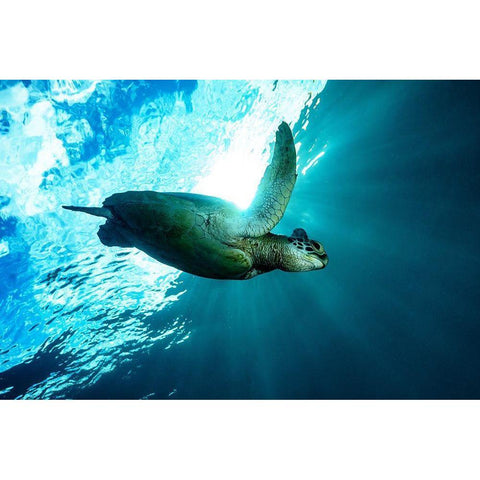 Into The Light Black Modern Wood Framed Art Print with Double Matting by Melesan, Serge