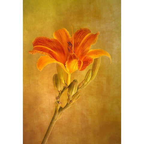 One Day Lily Gold Ornate Wood Framed Art Print with Double Matting by Lathouwers, Liliane