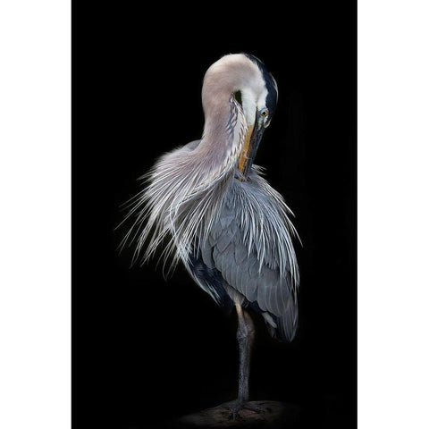 The Elegant Great Blue Heron Gold Ornate Wood Framed Art Print with Double Matting by D Lester, Linda