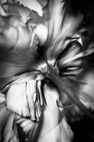 Flower Black Ornate Wood Framed Art Print with Double Matting by Stella, CYAN