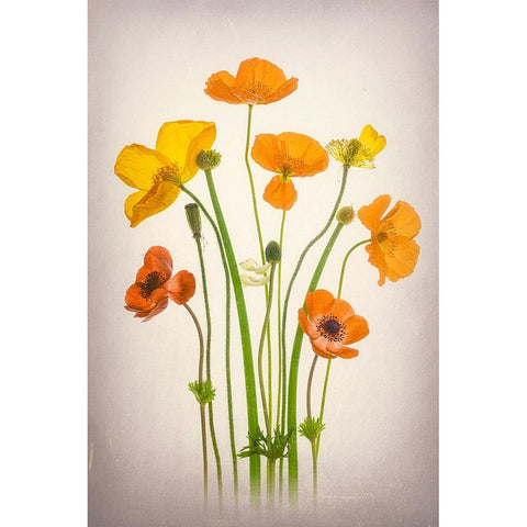 Delightful Poppies Black Modern Wood Framed Art Print with Double Matting by Jacobs, Lydia