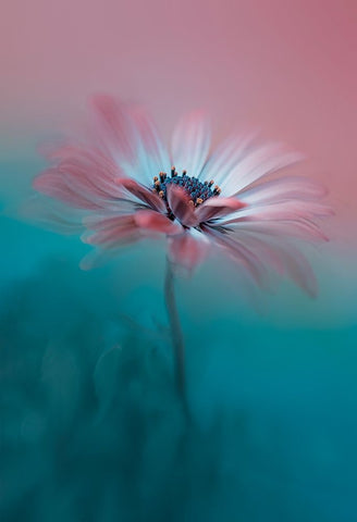 Pink Magic Black Ornate Wood Framed Art Print with Double Matting by Jacobs, Lydia