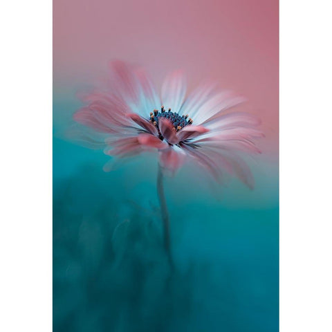 Pink Magic Black Modern Wood Framed Art Print by Jacobs, Lydia