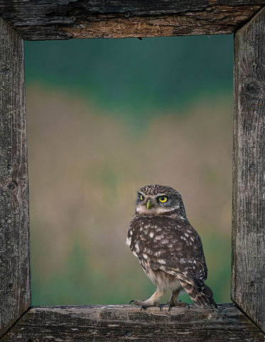 Framed Owl Black Ornate Wood Framed Art Print with Double Matting by Colemont, Niki