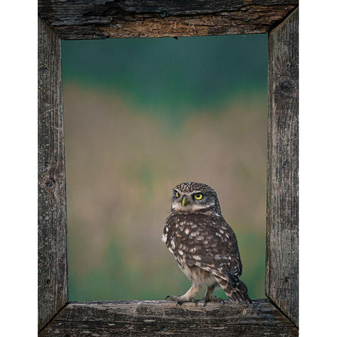 Framed Owl Black Modern Wood Framed Art Print by Colemont, Niki