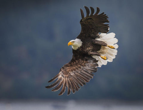 King Of The Sky Black Ornate Wood Framed Art Print with Double Matting by Xu, Nancy