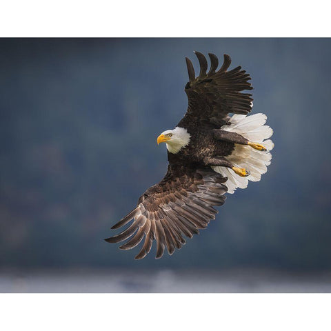 King Of The Sky Black Modern Wood Framed Art Print by Xu, Nancy