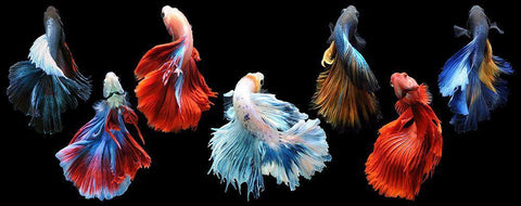 Betta Fish Black Ornate Wood Framed Art Print with Double Matting by Priyadi, Andri
