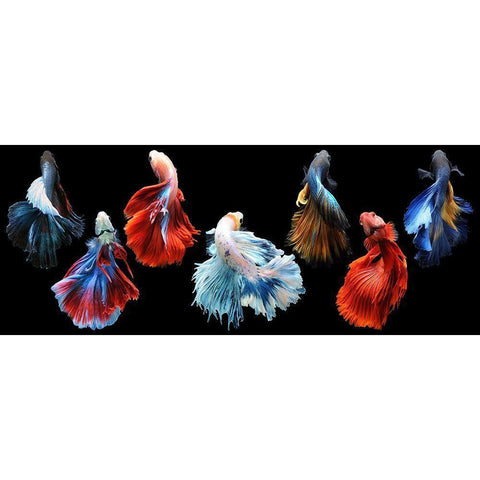 Betta Fish Black Modern Wood Framed Art Print by Priyadi, Andri